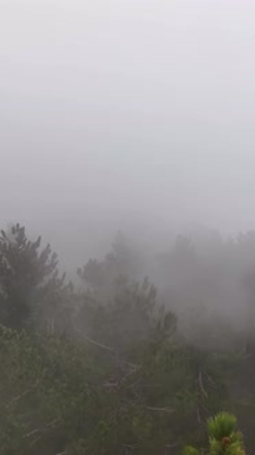 Vertical Video Misty Forest Flight Between Trees in the Foggy Forest