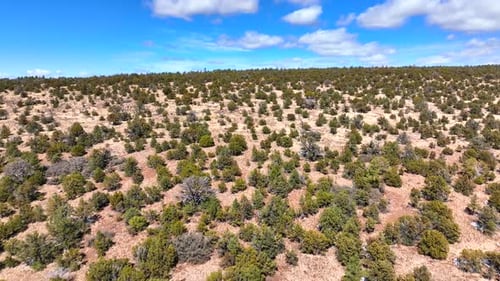 Aerial view of serene forest landscape, United States.