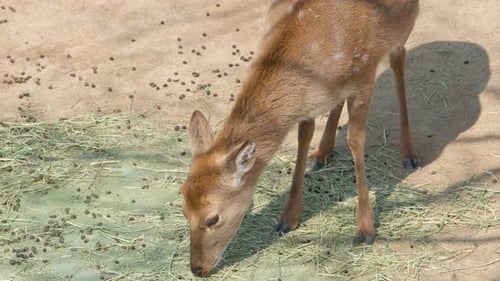 One Sika Deer nibbling on hay scattered on ground at game farm, top down view.