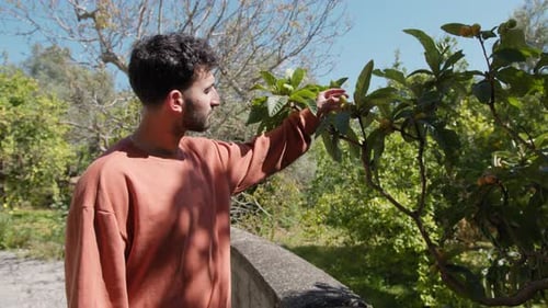 Young Man Touches A Medlar Tree In The Countryside Of Calabria