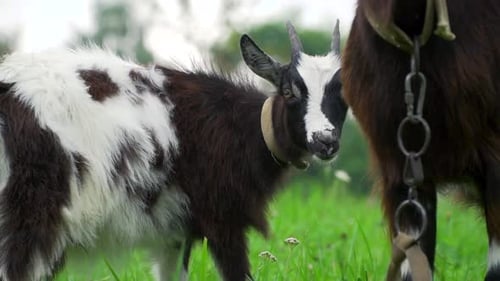 Cabras jóvenes que pastan en el campo