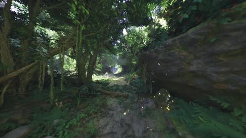 Early Morning Journey Through Tropical Foliage During Sunrise in Venezuela