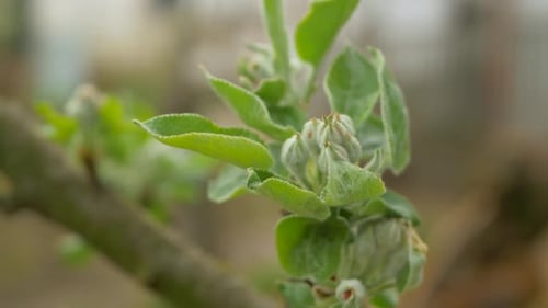 Buds on Apple Tree on Bokeh Orchard Background