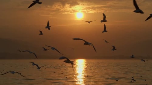 Animal Bird Seagulls Flying In Sunset 11