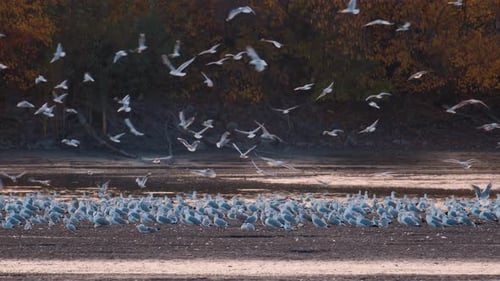Many river gulls hunt fish in lakes, rivers, and canals. Seagulls fly over the water.