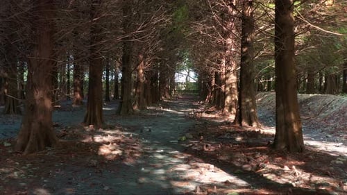 Cinematic low flyover along a tranquil forest path lined with Bald Cypress trees, under a natural ca