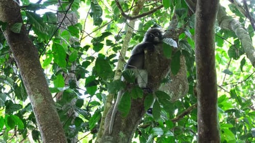 Seen resting and hugging the tree as it looks down and hides its head away, Dusky Leaf Monkey Trachy