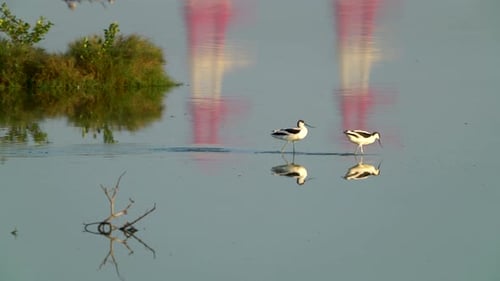 Two Terek Sandpipers were running in the water.
