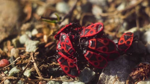 Lot of Wingless Red Bugs Show Aggression Towards and Eat Another Insect Pyrrhocoris Apterus in