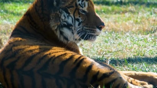 Tigre de Bengala de pie hermosamente en el suelo bajo el sol