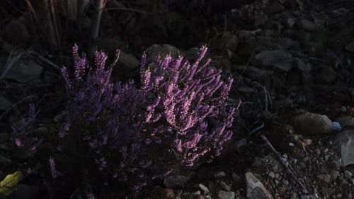 Nahaufnahme von niedrig wachsenden Heidepflanzen, die feine violette Blüten zeigen, die sich leicht mit dem