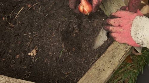 Planting Bulb in Raised Garden Bed With Trowel