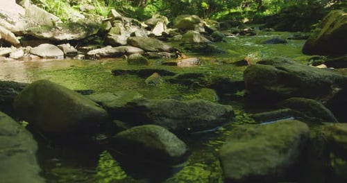 Kristallklares Wasser rauscht über moosbedeckte Felsen, während leuchtend grüne Bäume den schnellen Film umgeben