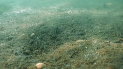 Handheld under water shot of a crab walking along the sandy bottom of the North Sea off the coast of