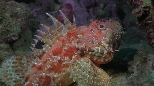 Scorpionfish swimming in slow motion