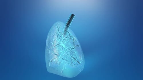 3D Animated Lungs Rotating with Glowing Bronchial Tree