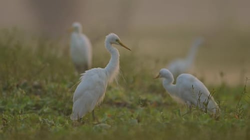 The Flock of Great egrets in Morning