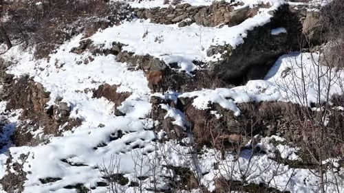 Aerial view of two ibex on a snowy mountain, Italy.
