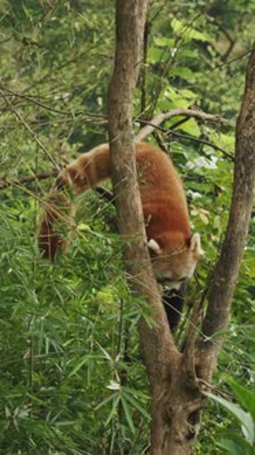Red Panda in Tree Eating Bamboo Shoots