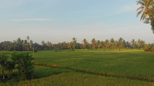 Aerial view of rice fields and palm trees at sunrise, Indonesia.