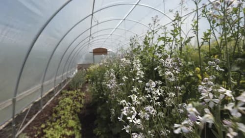 Greenhouse Interior Filled With Thriving Rows of Crops