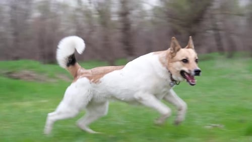 cute mixed breed dog with red collar enjoying the walk spring grass in nature