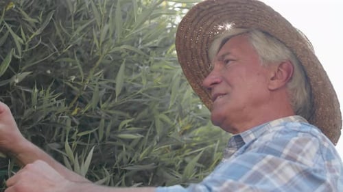 Jardinier senior prenant soin des feuilles des arbres