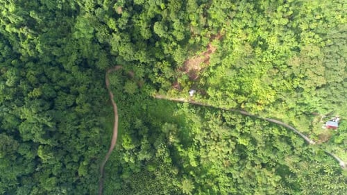 Aerial Top View of Green Tropical Forest Flight Over of Natural Jungle Beautiful Nature and