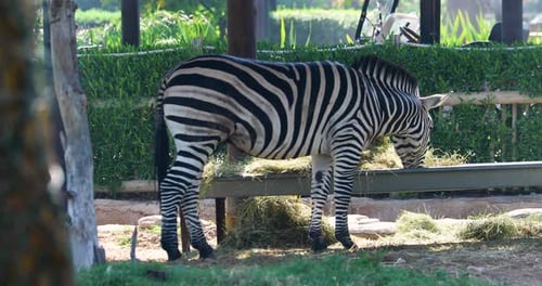 Zebra Grazing in Safari Park
