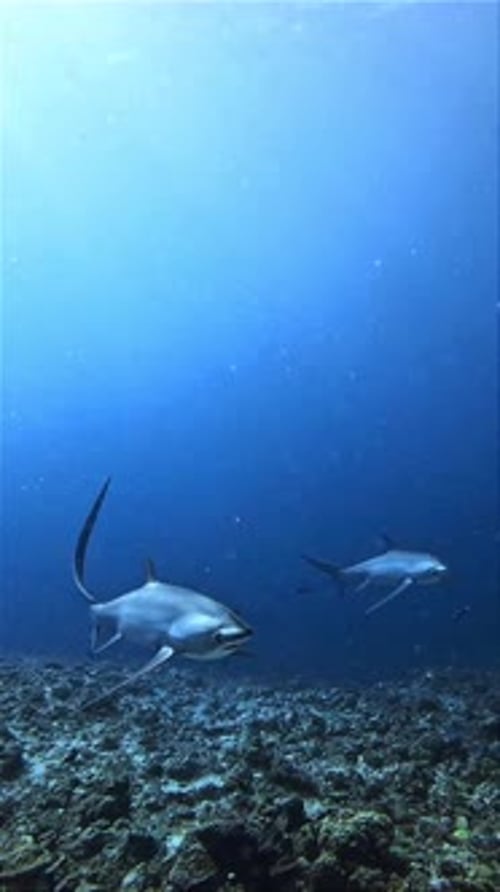 Thresher Sharks Swimming in Deep Blue Ocean