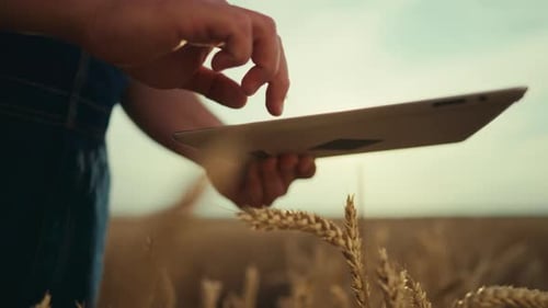 Farmer uses tablet in golden wheat field