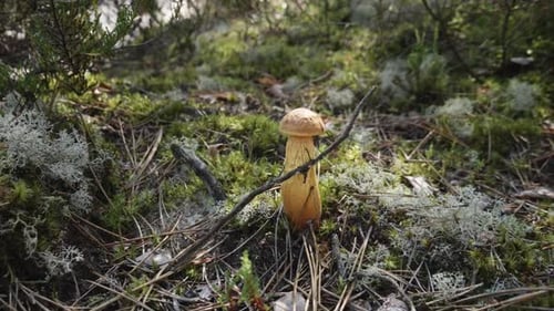 Aureoboletus Projectellus - The Slender Boletus - Close Up