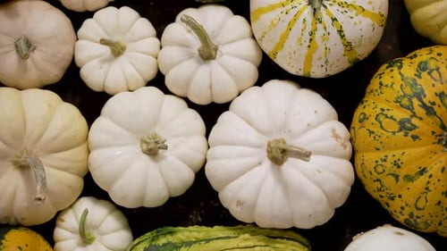 Pumpkins and Gourds Colorful Variety, Harvested Vegetables