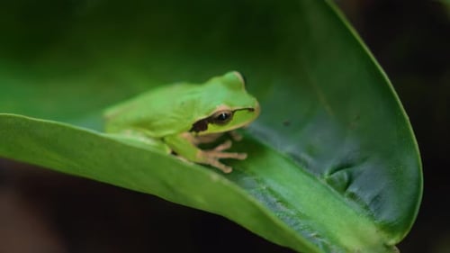 Kleiner grüner Laubfrosch, der auf einem gebogenen tropischen Blatt in natürlichem Lebensraum ruht
