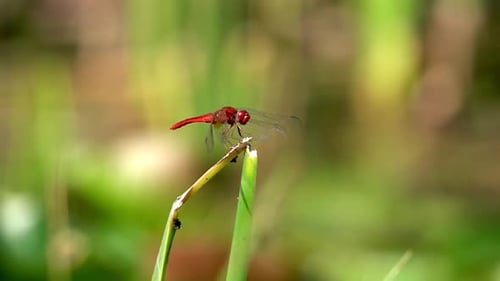 Blue dragonfly on straight green leaf