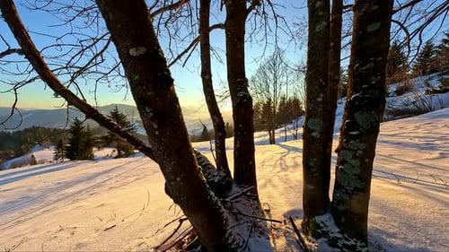 Paisaje invernal: el sol ilumina los árboles y proyecta un hermoso resplandor en el suelo nevado