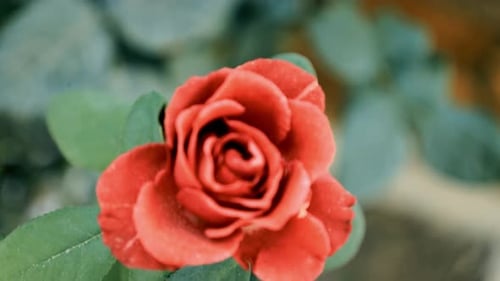 Close Up Red Rose in a Garden