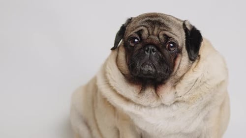 Close Up Portrait of Friendly Pug Dog