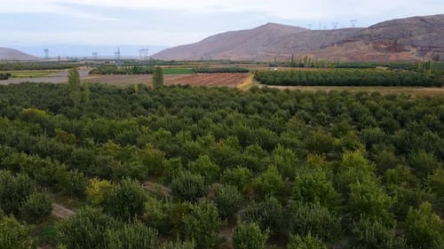 Flying Over Apple Orchards and Fields