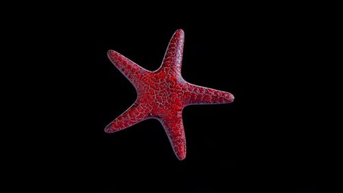 Red Star Fish Idle