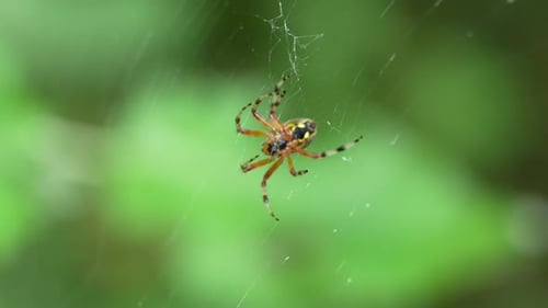 Kreuzspinne im Spinnennetz