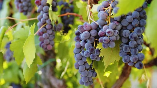 Grapes of Red Wine on the Italian Vineyard During Harvest