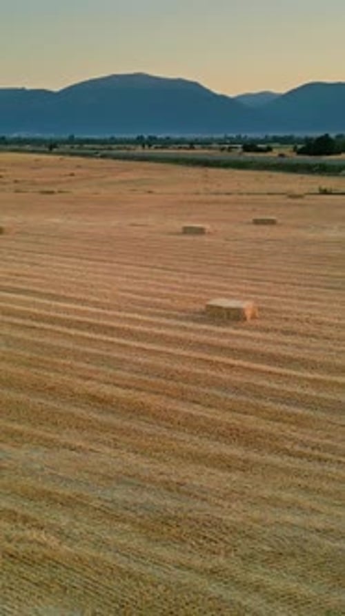 Verticle Wheat Field with Hay Bales and Surrounding Farmlands - Aerial View