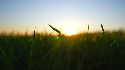 Close Up on Green Grass on Field Against Blue Sky