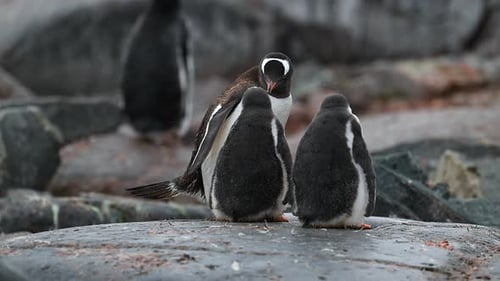 Penguin Family: Parent Feeding Two Adorable Baby Chicks