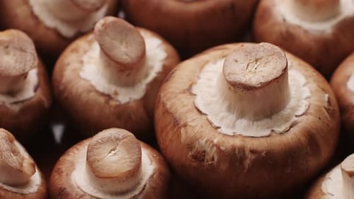 Freshly Picked Mushrooms on Home Kitchen Close Up Texture of Brown Champignon Woman Cooking Tasty