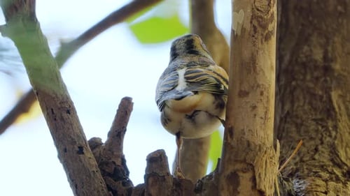 Rear view Brambling (Fringilla montifringilla) Bird Drinks Water Perched on Autumn Tree Trunk - clos