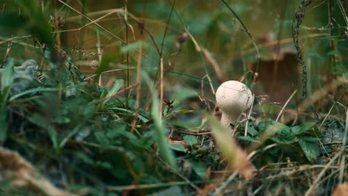 Dangerous Mushroom in Forest in Closeup Autumn Wood Grass. Macro View Of
