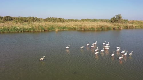 Aerial video of a flamingo in a fish pond