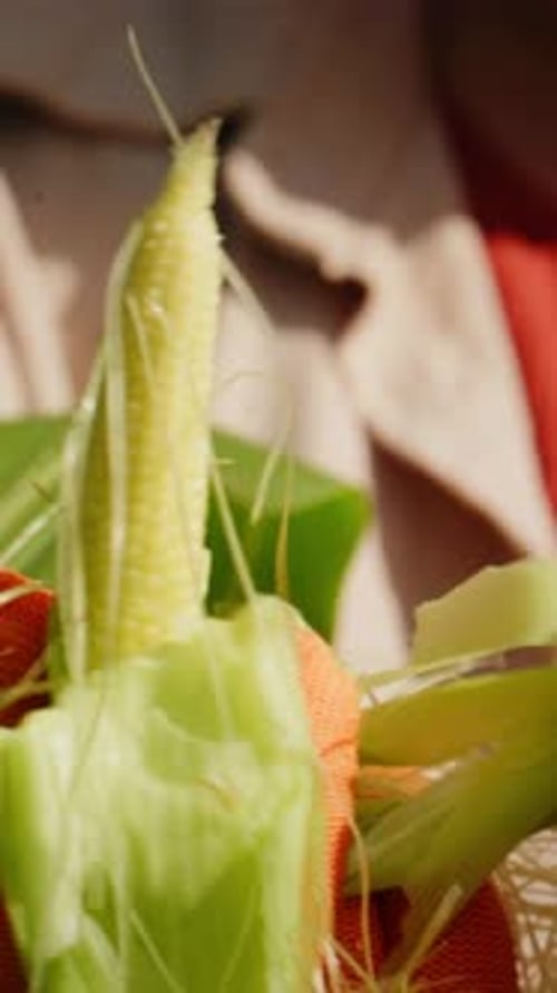 Freshly Harvested Corn on the Cob Showcasing Young Kernels and Green Husks in a CloseUp View